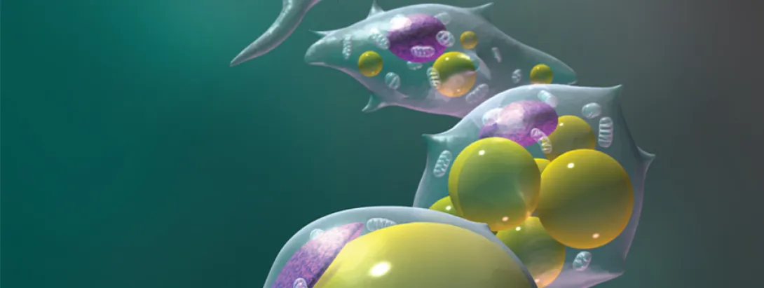 Energiebeperkte voeding gunstig voor adipokines