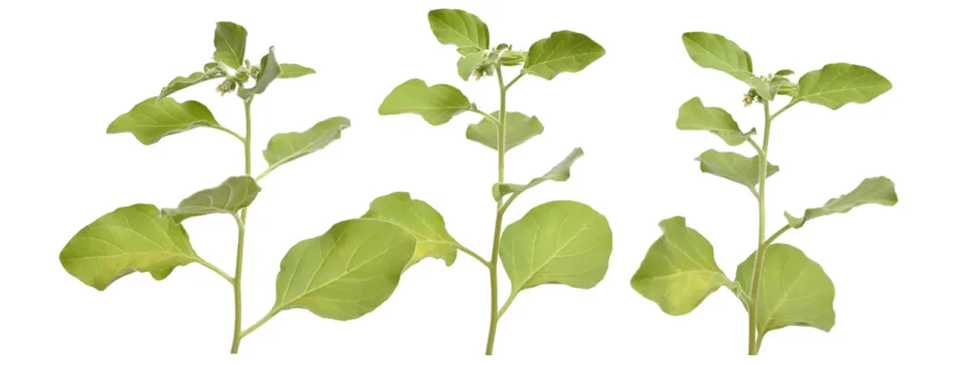 Ashwaganda nuttig bij slapeloosheid