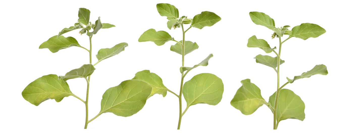 Ashwaganda nuttig bij slapeloosheid