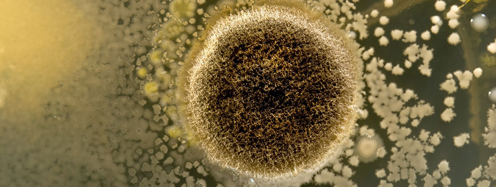 Schimmeleiwit goed voor het hart