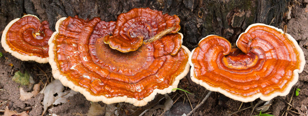 Reishi ondersteunt afweer
