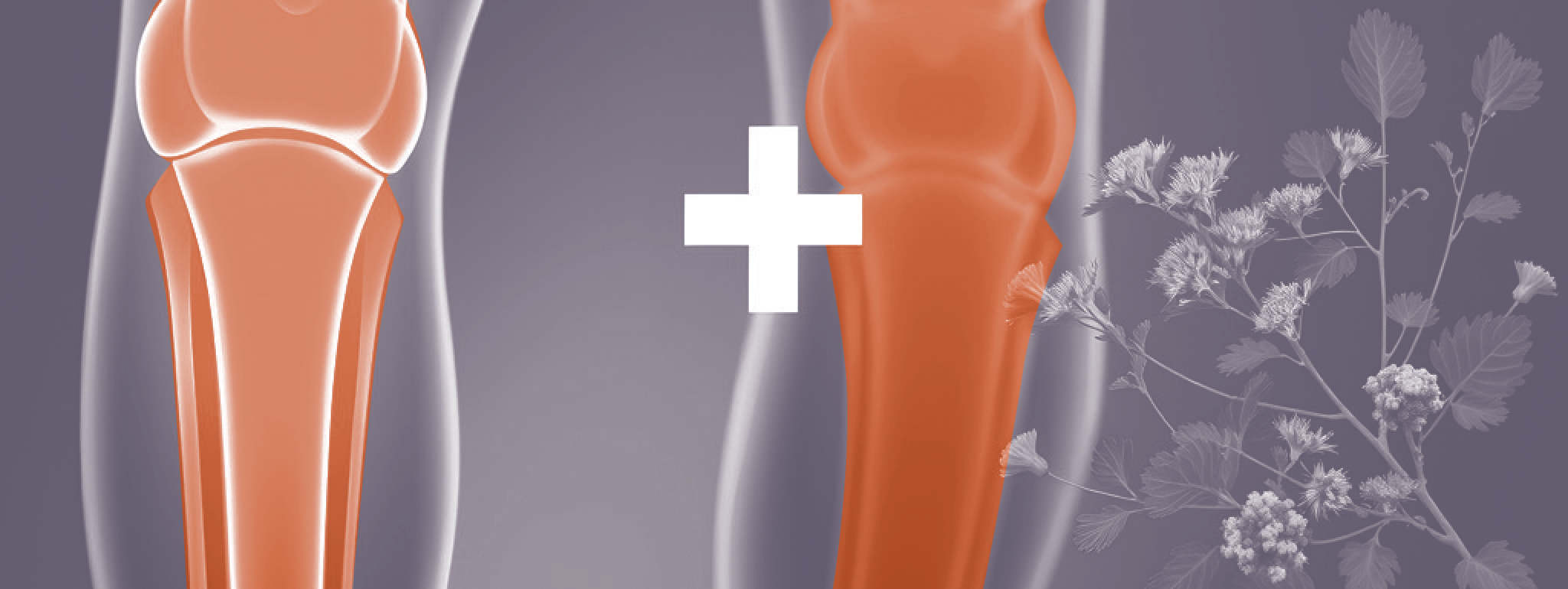 Boswellia en selderijzaad verminderen artrose aan de knie