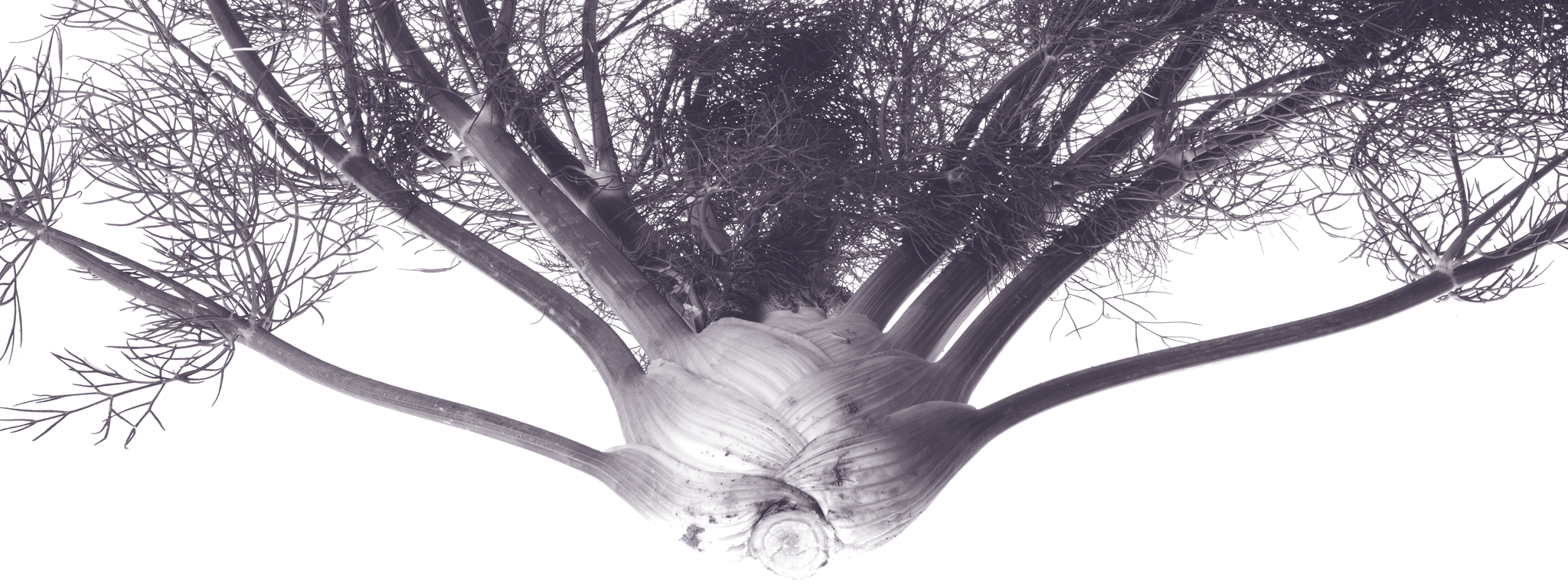 Hormonale werking van venkel?