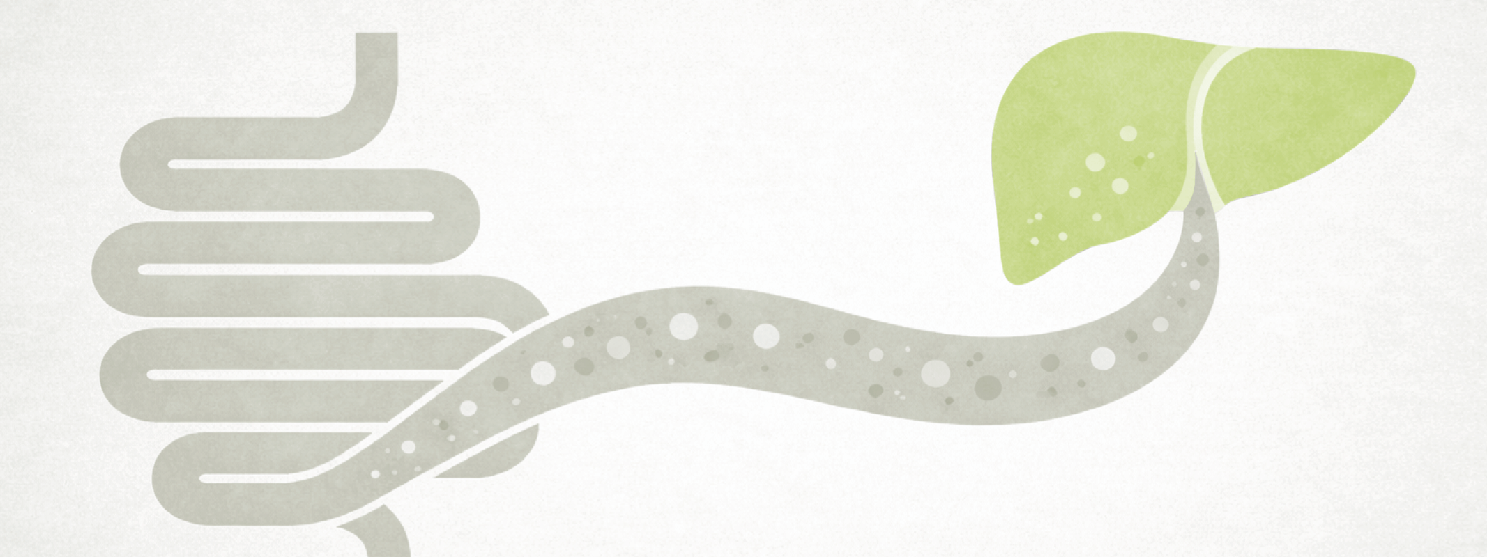 De darm-leveras bij leververvetting