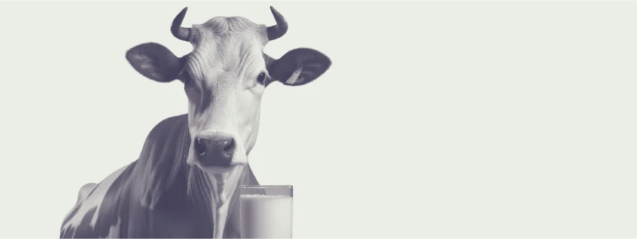 Koemelk, dé voedingsbron van lactose