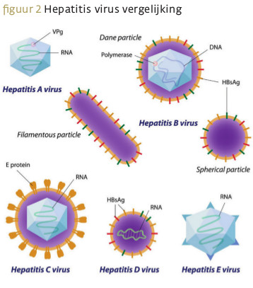 Hepatitisvirussen