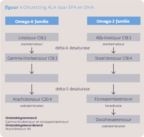 Omzetting van stearidonzuur naar EPA en DHA