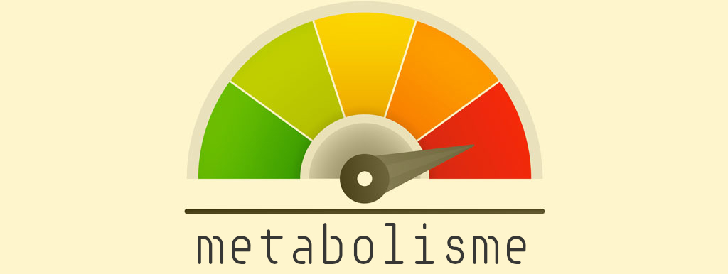 Metabolisme ontrafeld
