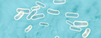 Probioticum verbetert slaap