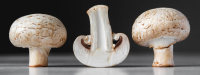 champignons
