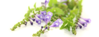 Homeopathie en conventionele kankertherapie