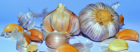 Knoflook tegen hoge bloeddruk