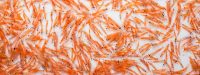 Krill tegen artrose