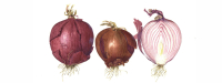 Quercetine mogelijk bloeddrukverlagend