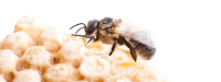 Propolis onderdrukt bestralingsmucositis
