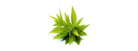 Cannabisextract werkt als anti-epilepticum
