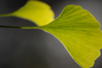 Ginkgo biloba getest bij migraine