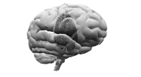 Tryptofaantekort, oorzaak van psychische aandoeningen