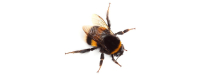 Hommel behelpt zich met fytotherapie