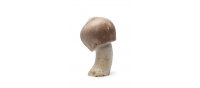 Agaricus blazei Murill ondersteunt kankertherapie