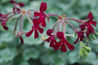 Pelargonium sidoides tegen COPD