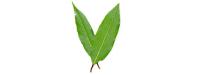 Groene thee bij multiple sclerose