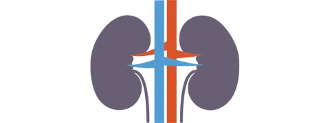 Oxaalzuur en niersteenvorming