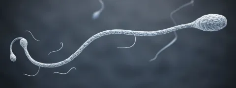 B-vitaminen en vruchtbaarheid