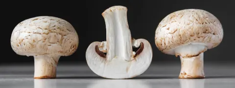champignons
