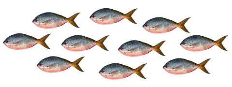 Omega-3 als bloedstollingsremmer