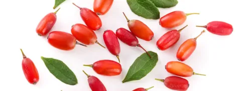 Berberine kan recidief van gezwelvorming in de darmen tegengaan