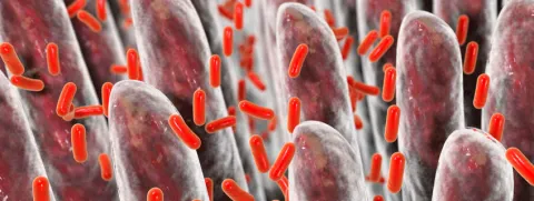 Prebiotica vervijfvoudigen het aantal bifidobacteriën