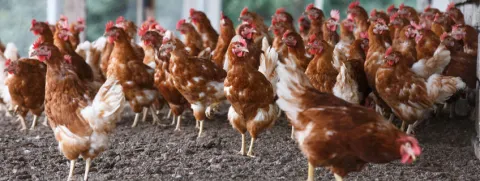 Vrije uitloop kippeneieren bevatten meer vitamine D