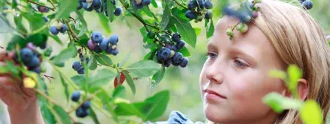 Bosbessen houden kinderen bij de les