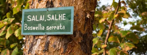 Boswellia bij prikkelbare darm