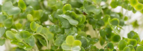 Broccolikiemen voor een betere stoelgang