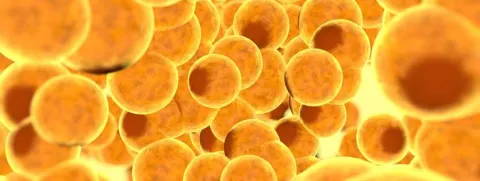 Bruin vet ook goed voor het metabolisme