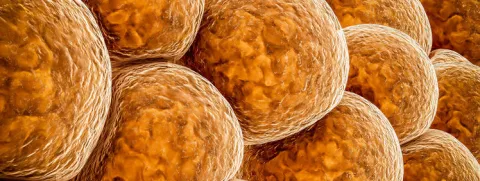 Dragers van bruin vet verbranden meer calorieën