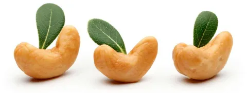 Cashew verhoogt HDL-cholesterol en verlaagt bloeddruk
