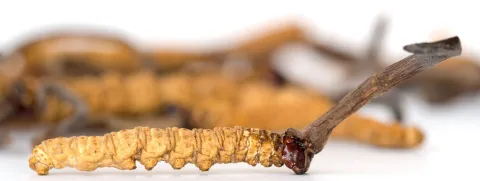 De rupsendoder als medicijn