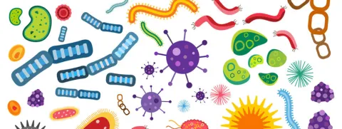 Kunnen bacteriën helpen bij het bestrijden van COVID-19?