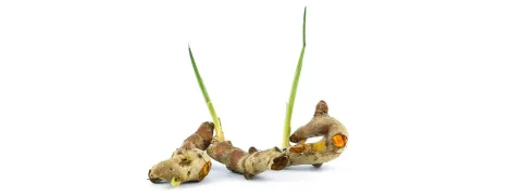 Kurkuma kan verlichting bieden bij kinderen met astma