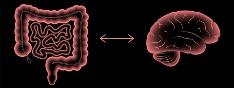 Anthocyanen tegen neurogeneratie