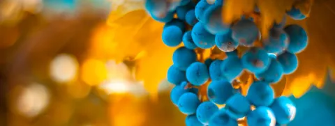 Resveratrol geen effect op insulineresistentie bij overgewicht