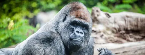 Wat leren we uit het microbioom van gorilla's?
