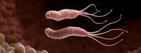 Probiotica gaan helicobacter te lijf