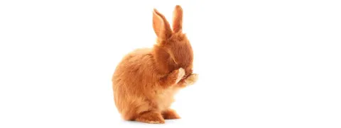 Foto's van babydieren verminderen eetlust