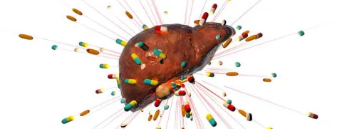 Geraffineerde inuline richt mogelijk leverschade aan