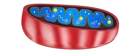 Mitotype: mitochondriën bepalen wat je moet eten?