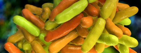 Probioticum verbetert cognitie bij ouderen